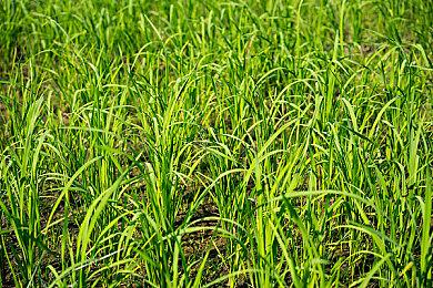 《权力的游戏：国王之路》首个预告 虚幻五开发手游